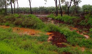 horticultural runoff